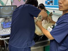 -心仪动物医院·牙专科·肿瘤·心脏科(西客站院)