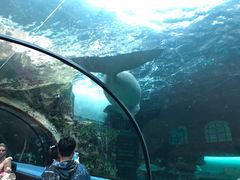 -悉尼海洋生物水族馆