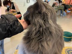 -平行世界·猫咖(首经贸店)