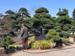 -龙大花卉苗木市场