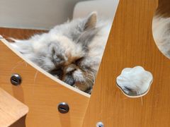 -有猫主题·治愈系猫咖(曾厝垵店)