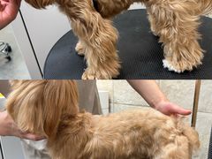 -帕帕拉兹宠物(亚洲旗舰店)