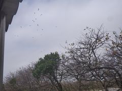 -大湾区中央湿地公园