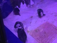 -暹罗海洋世界