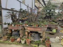 -金科花卉市场
