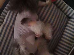 -关爱动物医院·心脏·中兽医·异宠(金牛路分院)