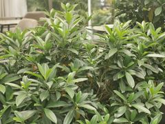 -FUTURE LOUNGE(太古里店)