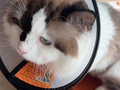 -艾贝尔宠物医院 ·内科全科(梁溪路店)