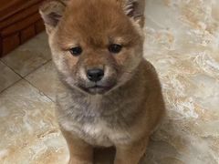 -老黄记手撕烤兔(玉林街店)