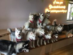 -Husky Go! 哈士奇体验馆·宠物咖啡厅狗咖