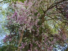 -深圳国际园林花卉博览园