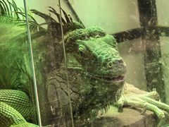 -北京观赏动物医院·24小时大型综合·猫专科·异宠专科