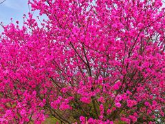 -花亭湖风景名胜区