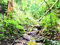 -西双版纳原始森林公园