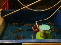 -ZF Seafood Restaurant 卓峰海鲜餐