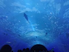 -大连圣亚海洋世界