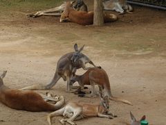 -石家庄市动物园