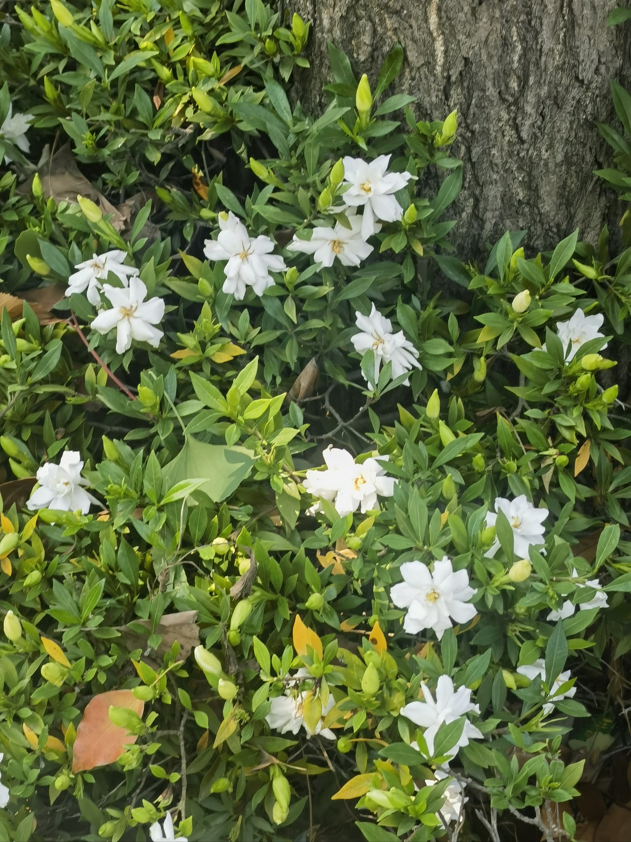 栀子花的药用价值图片