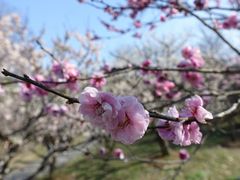 -梅花山(明孝陵内)