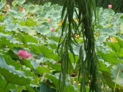 -桐乡植物园