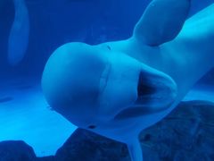 -海合安成都极地海洋公园