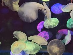 -太平洋海底世界