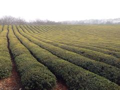 敬亭山-敬亭山风景名胜区