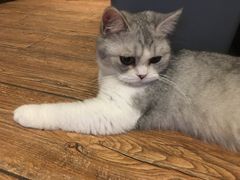 -more than meow吴止猫主题餐厅(承德 中船汇店)