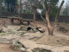 -都江堰中华大熊猫苑