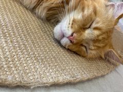 -Heymao猫咖.咖啡厅(东门店)