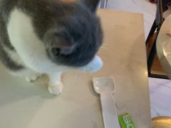 -猫爷宠物生活馆·撸猫馆