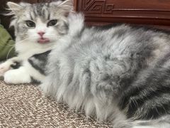 -小猫来了·猫舍(红山六九七九店)