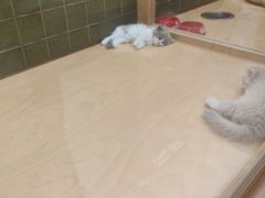 -帕帕拉兹宠物(亚洲旗舰店)