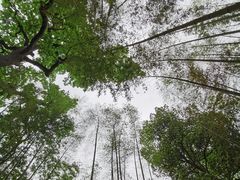 -云栖竹径