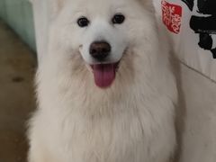 -共舞时光猫咖·狗咖(新街口店)