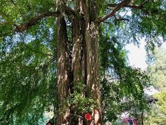 -潭柘寺景区