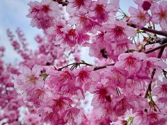 -福建鲤鱼洲酒店