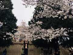 -武汉大学-樱园