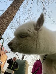 点击看大图 -萌宠亲子动物乐园(槐房万达店)