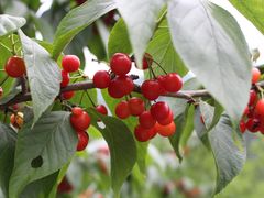 -樱桃山旅游景区