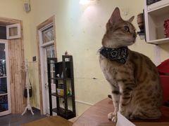-猫色咖啡·猫咖