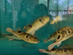 -天正河鲀·河豚亭(大连店)