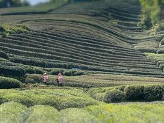 -龙坞茶村