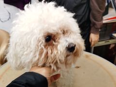 -鑫艺宠物美容培训学校