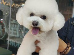 -帕帕拉兹宠物(亚洲旗舰店)