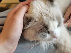 -猫在这儿猫咪咖啡馆·撸猫馆