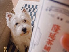 -美联众合爱康动物医院•复杂内科•肿瘤科•牙科•腔镜诊疗中心