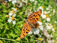 -白鹭湾湿地公园