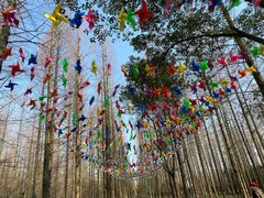 -东平国家森林公园