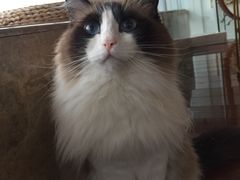 -Catmate·猫肥家润(金润铂宫店)